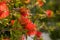 Red bottlebrush flower. Bottlebrush or Little John - Dwarf Callistemon