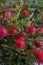 Red bottlebrush flower. Bottlebrush or Little John - Dwarf Callistemon