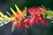 Red Bottlebrush Flower - Callistemon Citrinus. Crimson bottlebrush flower