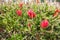 Red Bottlebrush flowers Callistemon citrinus