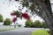 Red bottlebrush flowers (Callistemon) in full bloom. Auckland