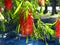 Red bottlebrush plant