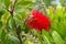 Red Bottlebrush plant, Callistemon