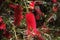 Red Bottlebrushes plant tree named Callistemon. Spring blossom tenderness. Red fluffy flowers of tree on background