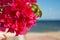 Red bougainvillaea flowers in front of sea background