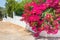 Red bougainville flowers blooming on white wall