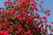 Red bougainvillea blooms in Turkey. Floral background