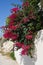 Red Bougainvillea bougainvillea glabra Flowering