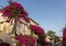 Red bougainvillea climbing on the wall of  house in Rethymnon,