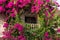 Red bougainvillea climbing on the wall of  house in Rethymnon, Crete