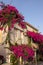 Red bougainvillea climbing on the wall of  house in Rethymnon, Crete
