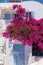 Red bougainvillea climbing on the wall of whitewashed house in Oia