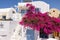Red bougainvillea climbing on the wall of whitewashed house in Oia on Santorini island, Cyclades,