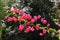 Red bougainvillea flower on daylight, Panicle Bunch Fragrant pink and purple, flower with blurred background