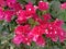 Red bougainvillea flower  is a perennial plant of the type of shrub Size from small bushes to large bushes.