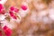 Red bougainvillea flower petals.  Colorful red and pink Bougainvillea flowers on a long brunch blurred bokeh background. Summer