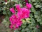 Red bougainvillea flower scientific name: Bougainvillea is a perennial plant of the type of shrub.