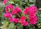 Red bougainvillea flower scientific name: Bougainvillea is a perennial plant of the type of shrub.