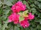 Red bougainvillea flower scientific name: Bougainvillea is a perennial plant of the type of shrub.