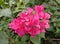 Red bougainvillea flower scientific name: Bougainvillea is a perennial plant of the type of shrub.