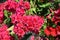 Red Bougainvillea flowering with big beauty flower