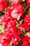 Red Bougainvillea flowers