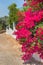 Red Bougainvillea flowers bloom on white wall