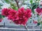 Red Bougainvillea Flowers In The Garden