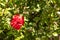 Red Bougainvillea flowers growing in the sunlight