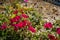 Red Bougainvillea flowers growing in the sunlight