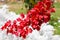 Red bougainvillea flowers over white foliage