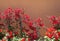 Red bougainvillea flowers terracotta brown wall