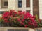 Red bougainvillea front large building