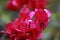 Red bougainvillea in full bloom with water drops and green leaf