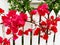 Red Bougainvillea Growing on White Picket Fence