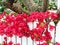 Red Bougainvillea Growing on White Picket Fence