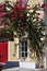 Red bougainvillea plant