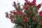 Red bougainvillea tree