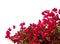 Red bougainvilleas