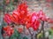 red bougenfille flower, blooms beautifully during the day in the summer