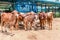 red Brahman calves looking at camera