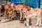 red Brahman calves looking at camera