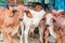 red Brahman calves looking at camera