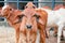 red Brahman calves looking at camera