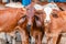 red Brahman calves looking at camera