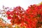 Red branch maple tree in autumn seasonal, Japan