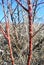 Red branch of wild rose with spikes on the background of rotten grass, twigs