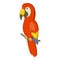 Red brazil parrot icon, cartoon style