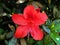Red Brazilian Flower