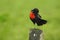 Red-breasted Blackbird